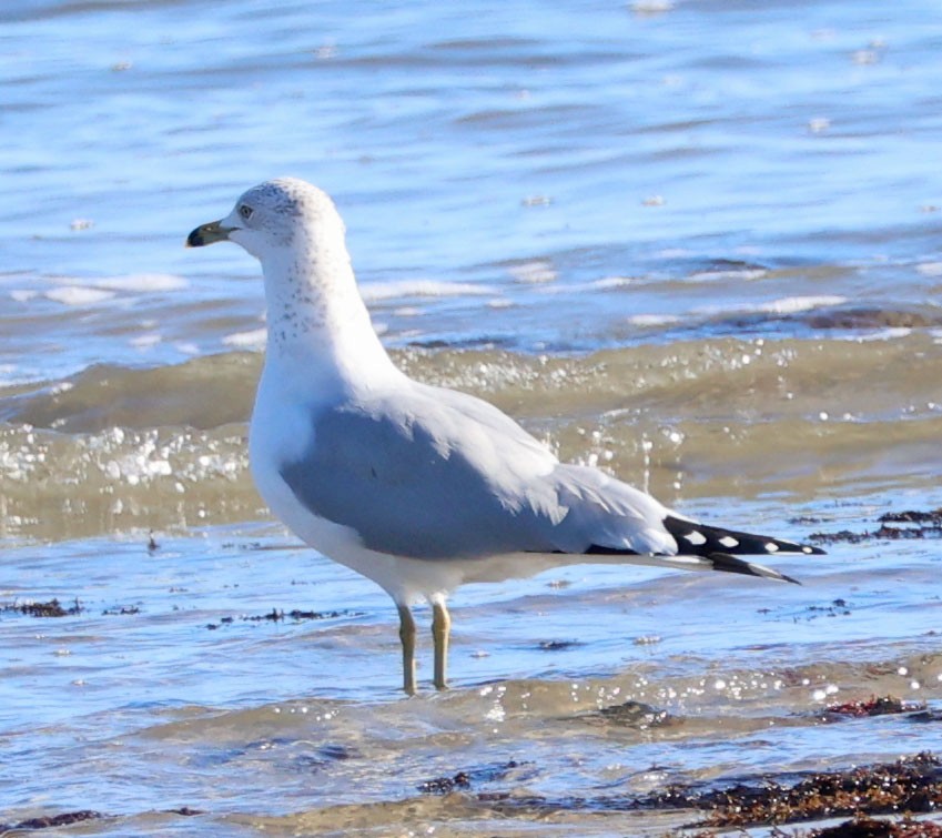 Делавэрская чайка - ML646815220