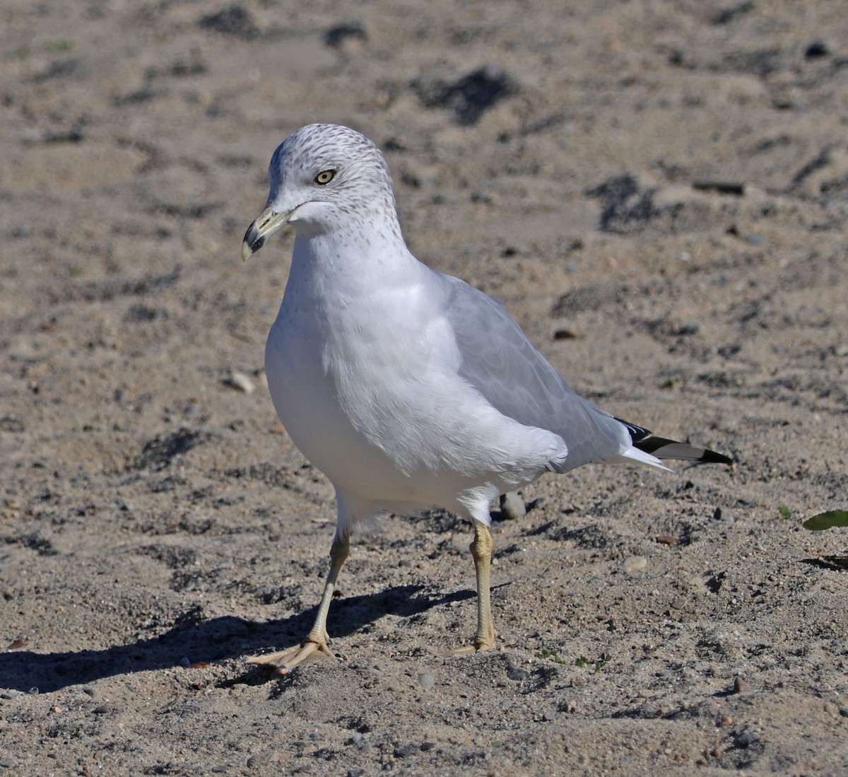 Делавэрская чайка - ML646815221