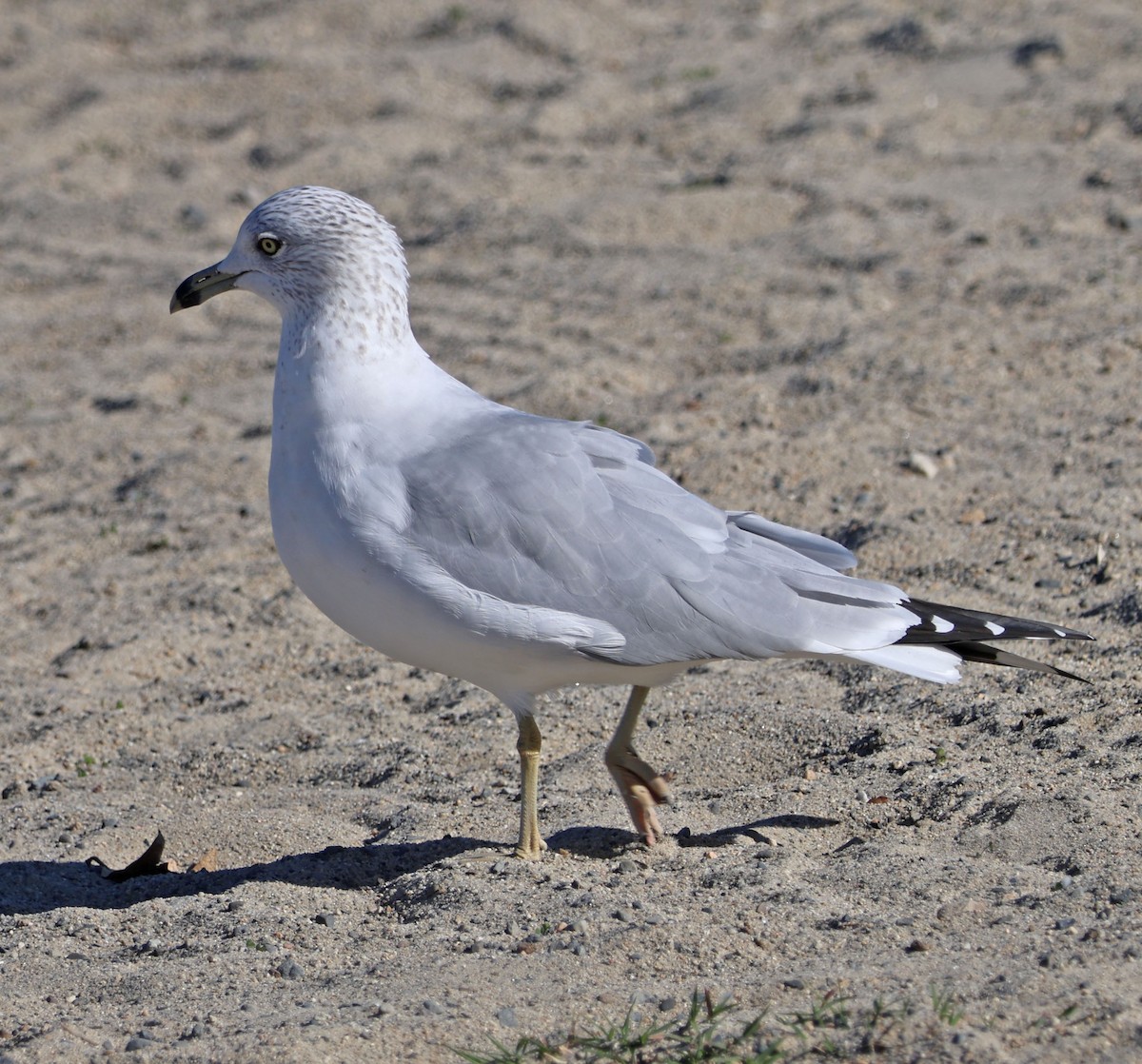 Делавэрская чайка - ML646815222