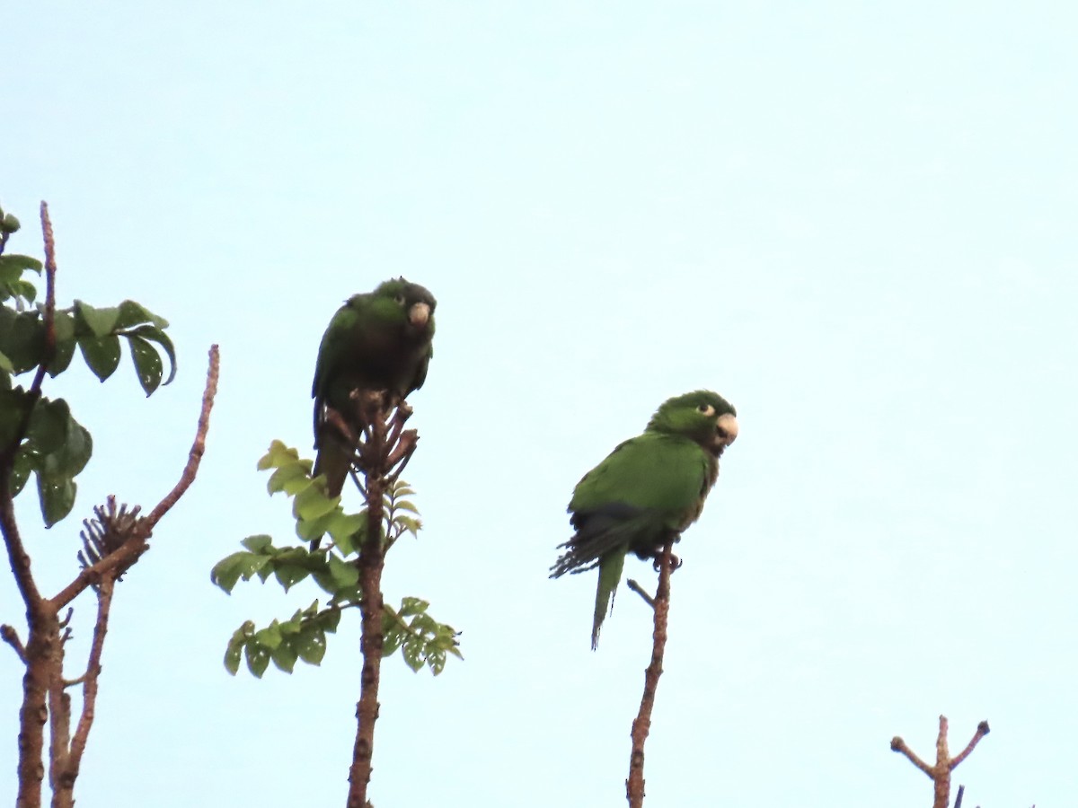 Olive-throated Parakeet - ML646815223
