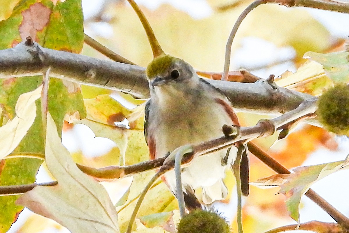 Chestnut-sided Warbler - ML646815233