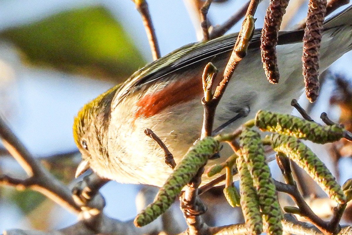 Chestnut-sided Warbler - ML646815234