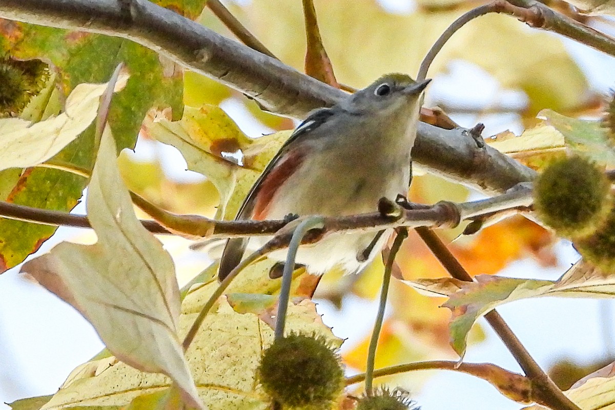 Chestnut-sided Warbler - ML646815235
