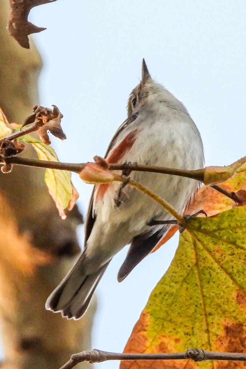 Chestnut-sided Warbler - ML646815236
