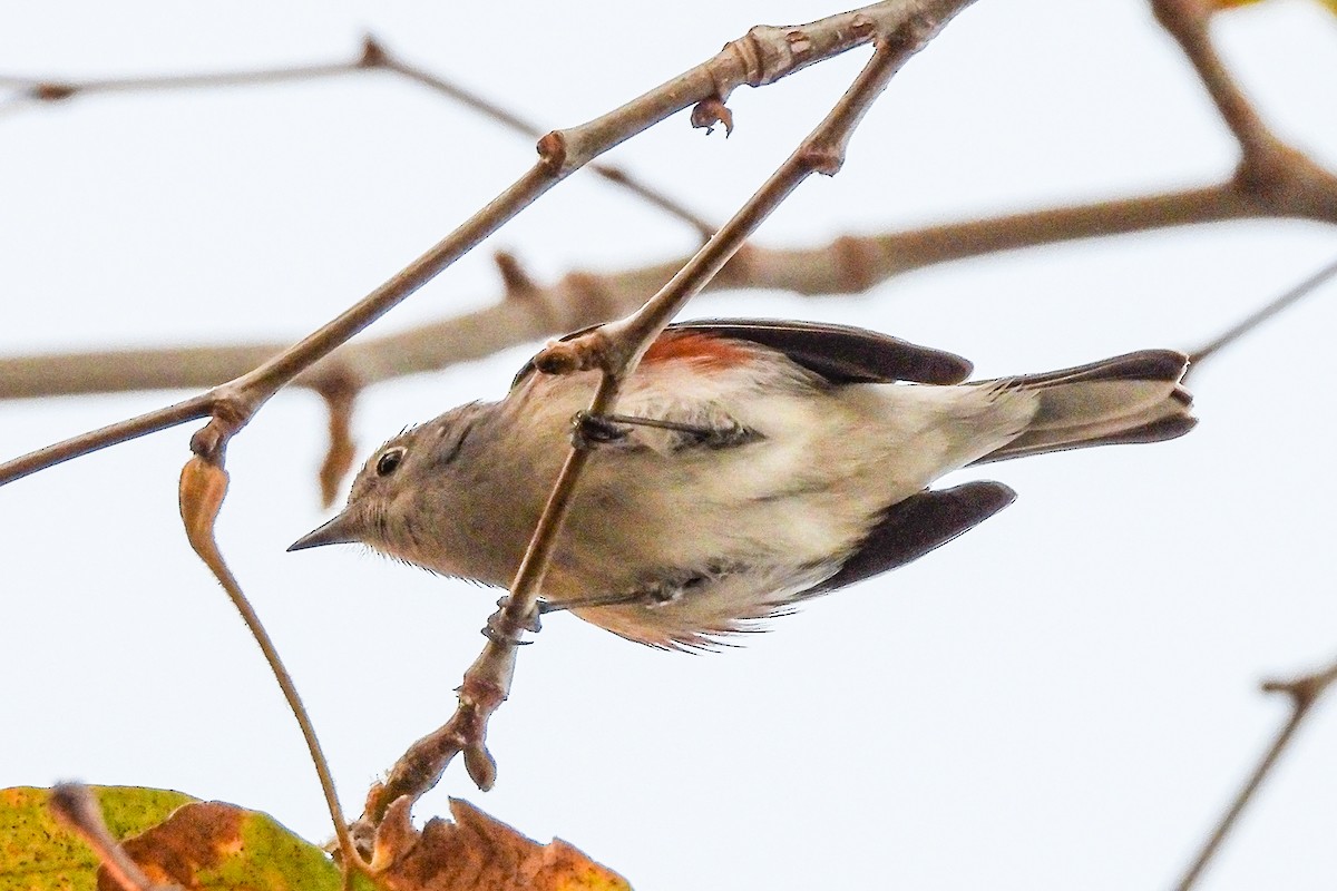 Chestnut-sided Warbler - ML646815237