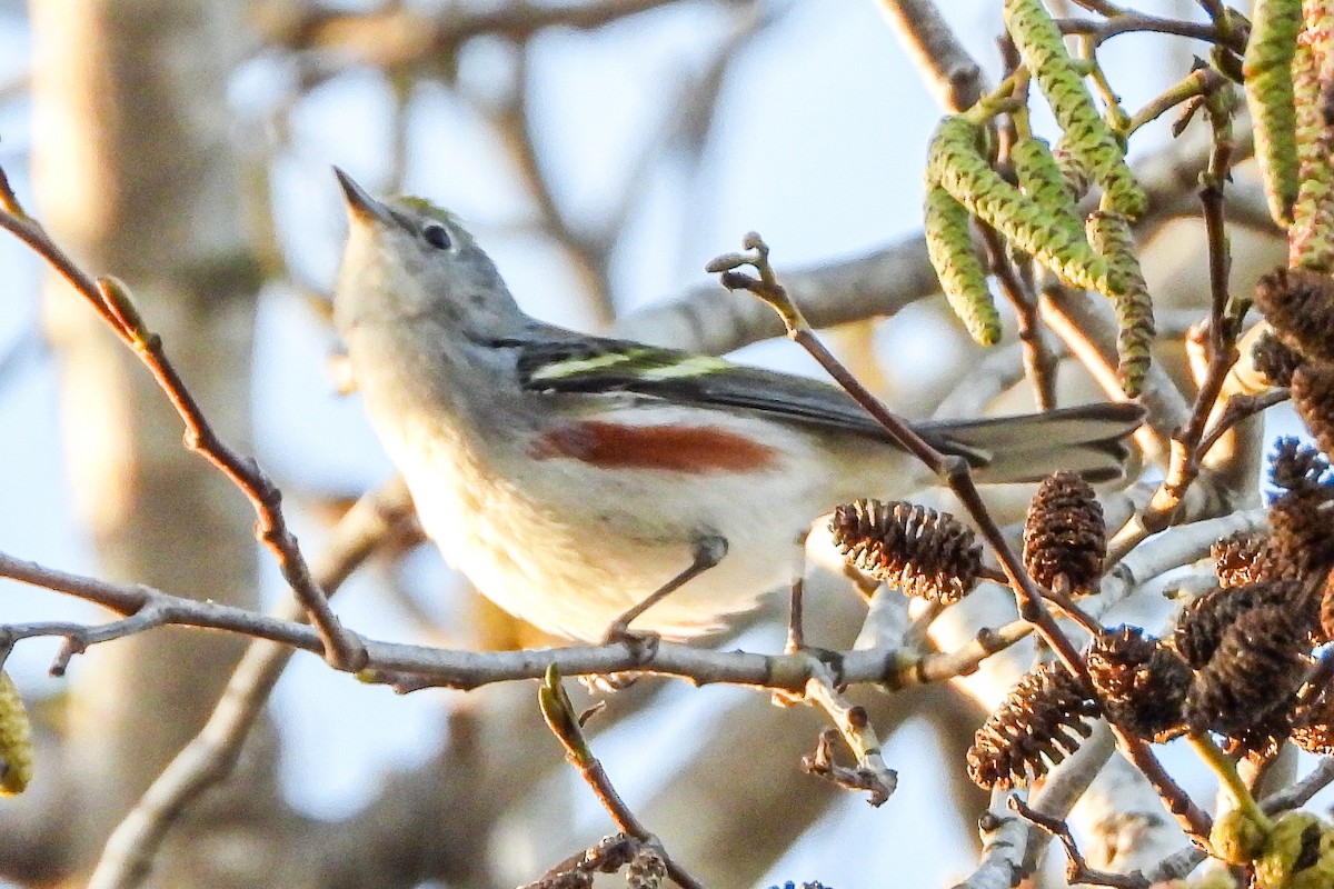Chestnut-sided Warbler - ML646815238