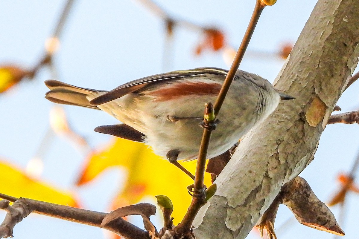 Chestnut-sided Warbler - ML646815239