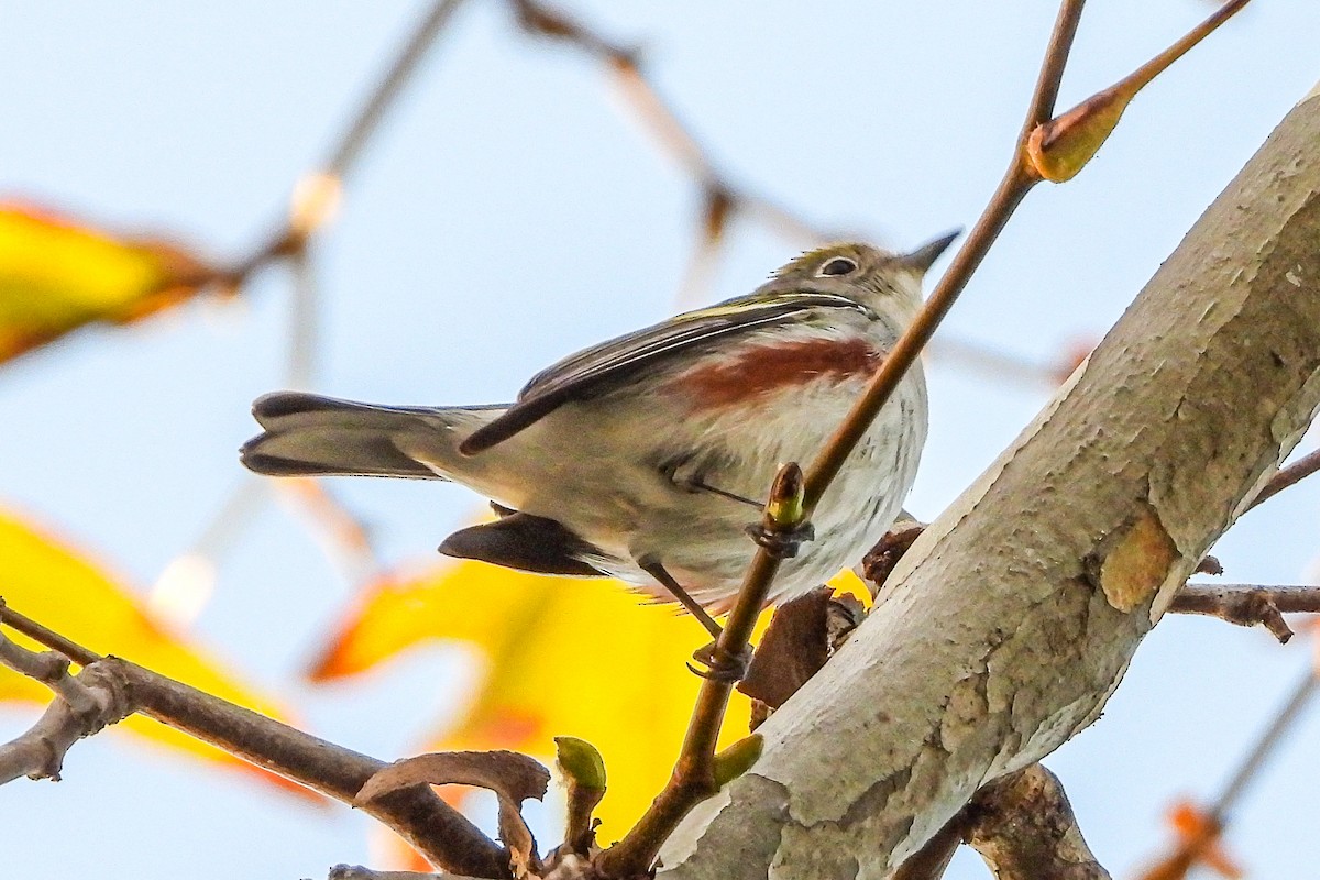 Chestnut-sided Warbler - ML646815240