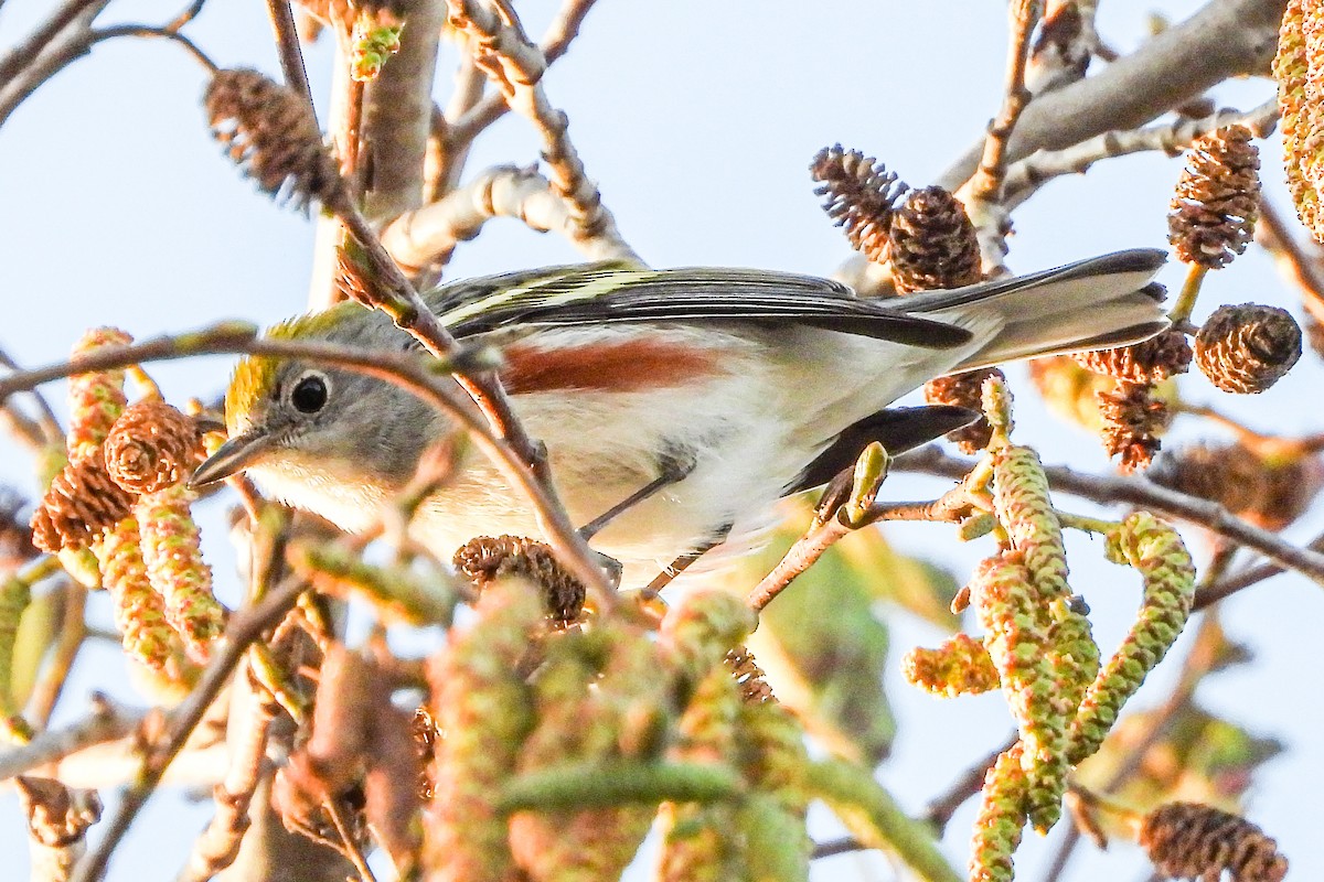 Chestnut-sided Warbler - ML646815243