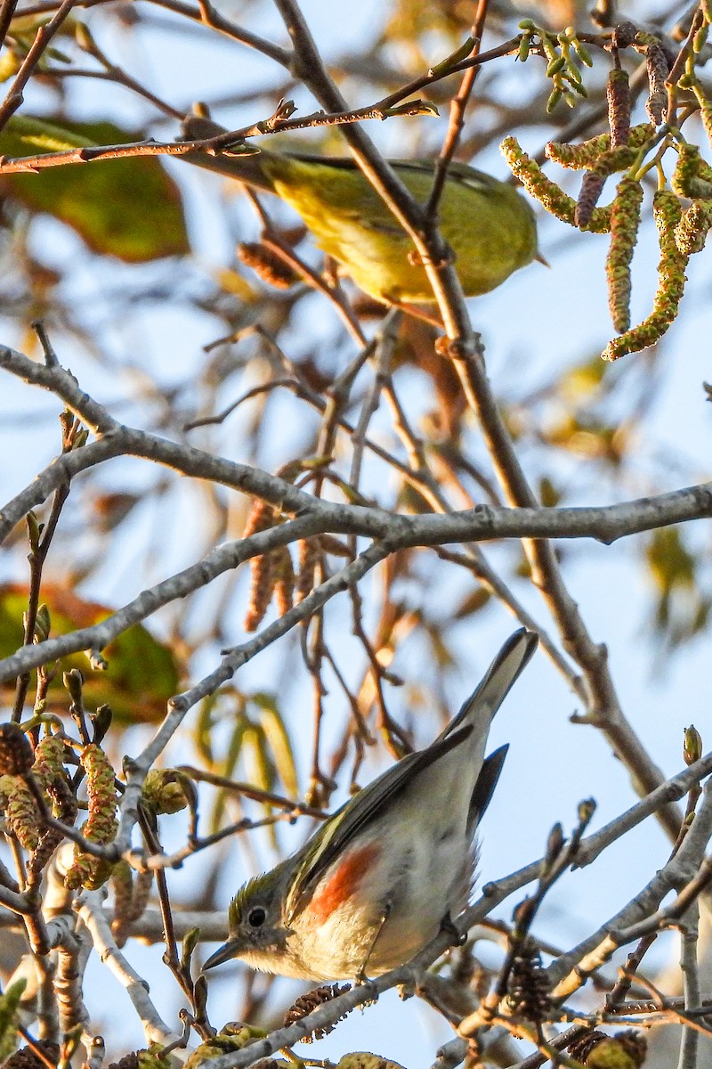 Chestnut-sided Warbler - ML646815244
