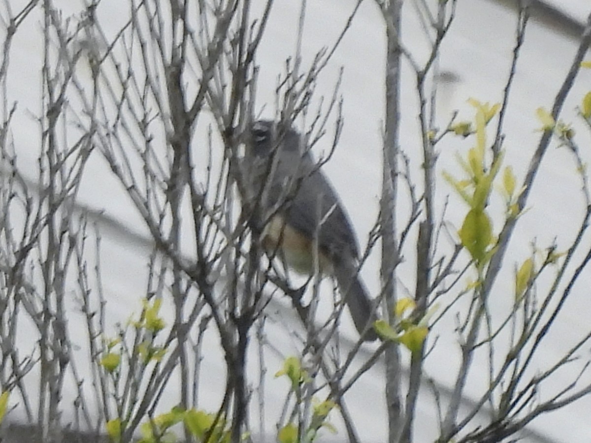 Saltator de Cabanis - ML646815249