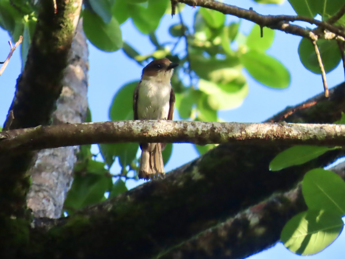 Jamaican Becard - ML646815250