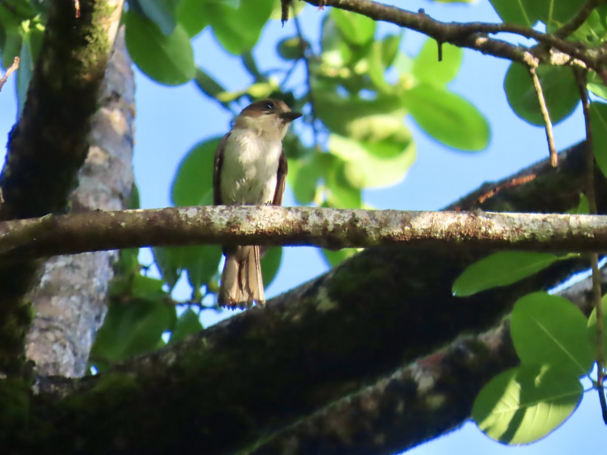 Jamaican Becard - ML646815251