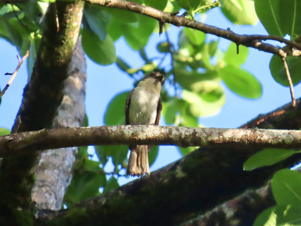 Jamaican Becard - ML646815252