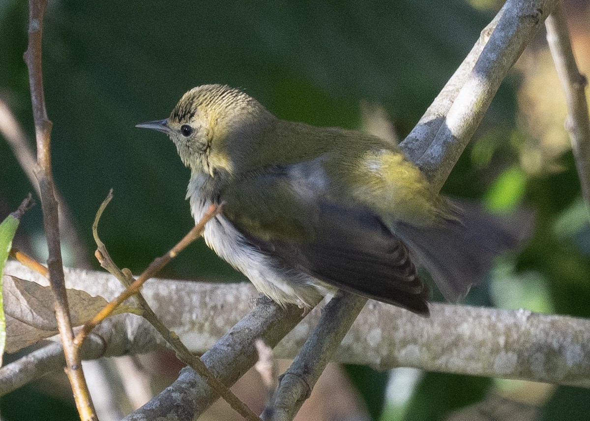 Tennessee Warbler - ML646815253