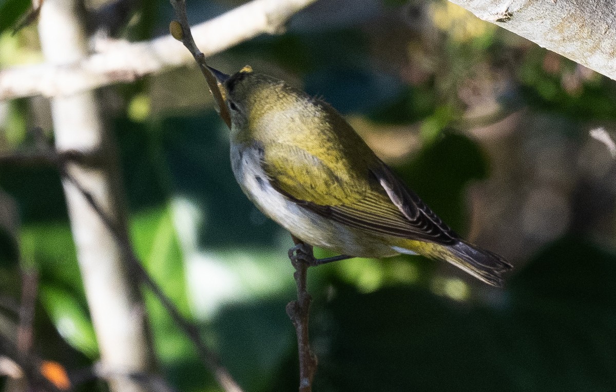 Tennessee Warbler - ML646815254