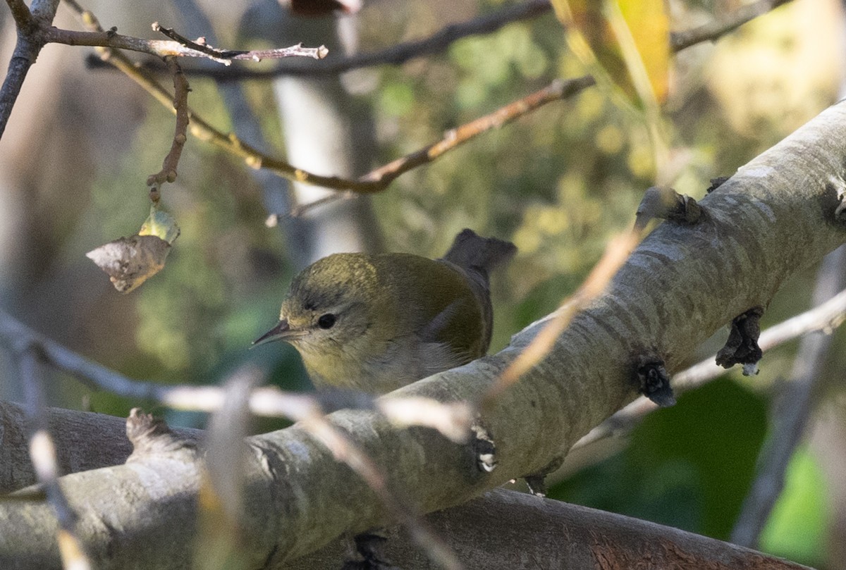 Tennessee Warbler - ML646815255