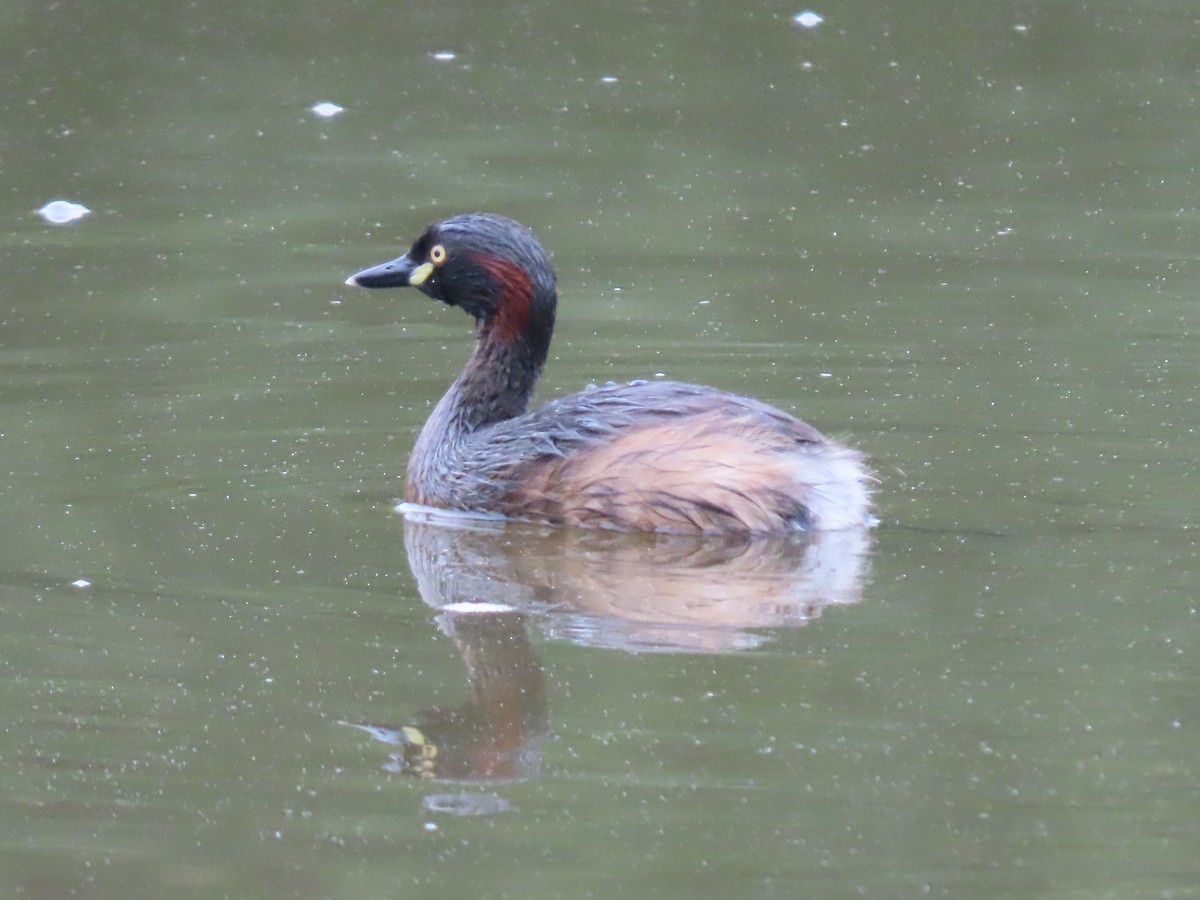 Australasian Grebe - ML646815256
