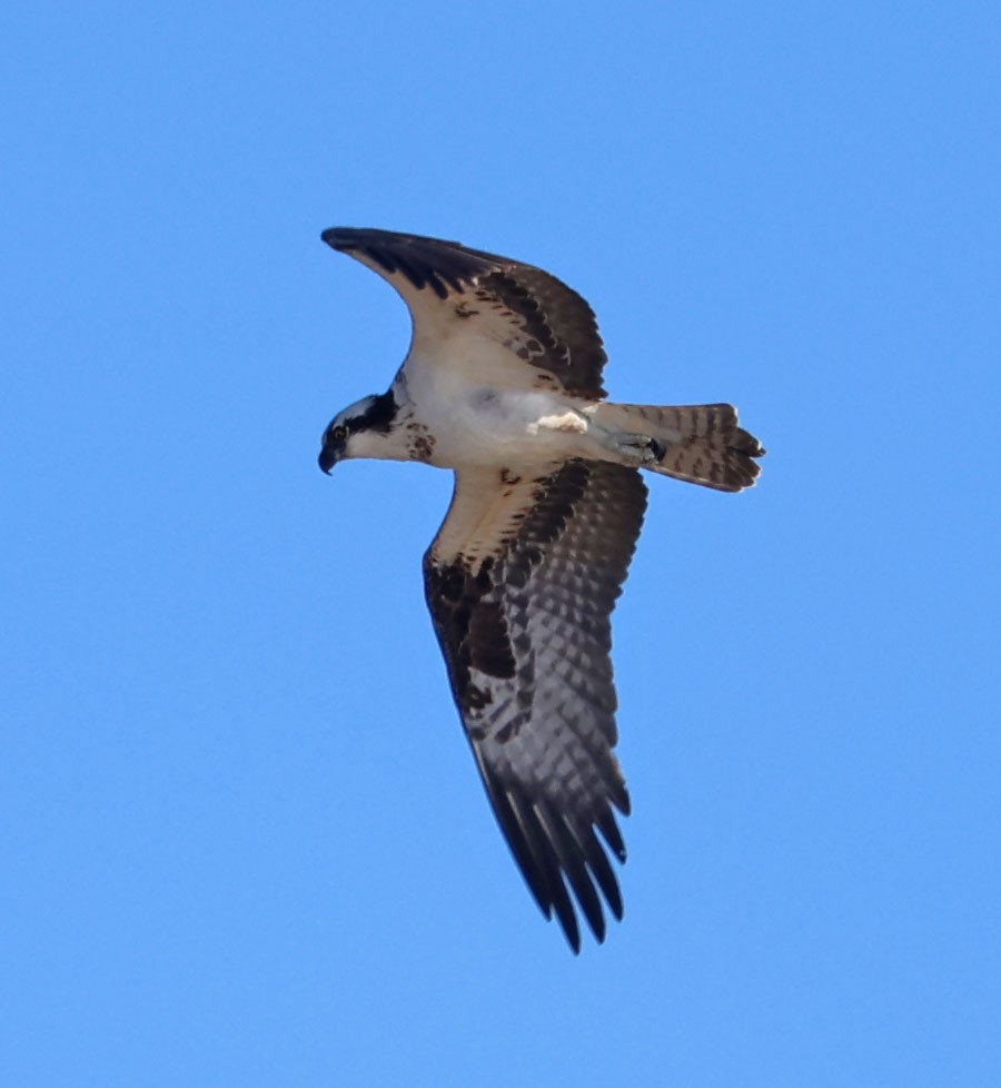 Скопа - ML646815260