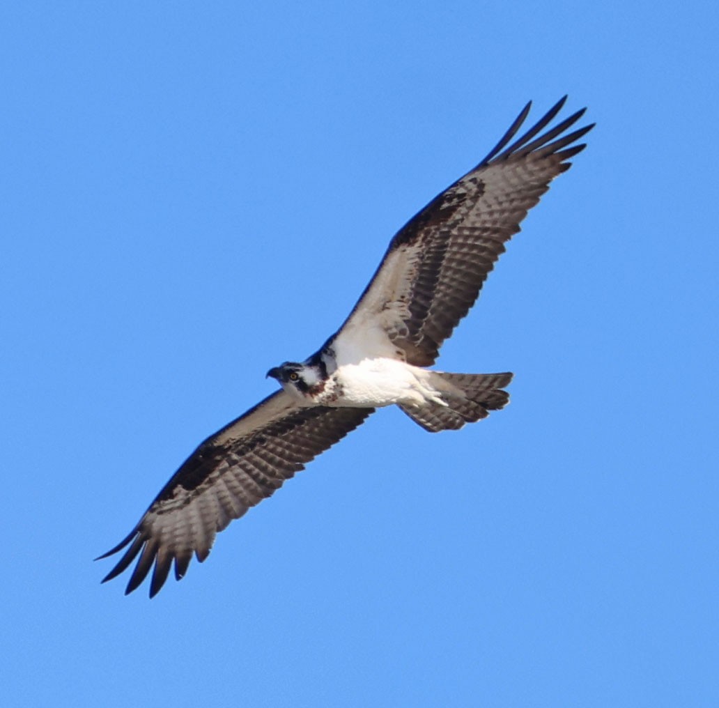 Скопа - ML646815261