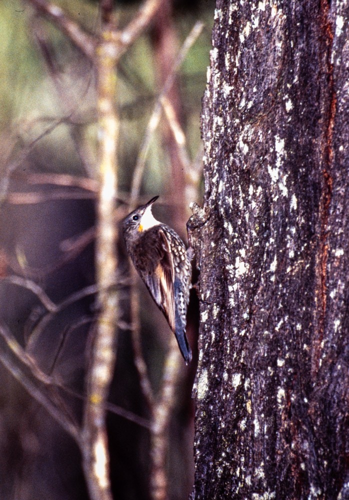 White-throated Treecreeper - ML646815265