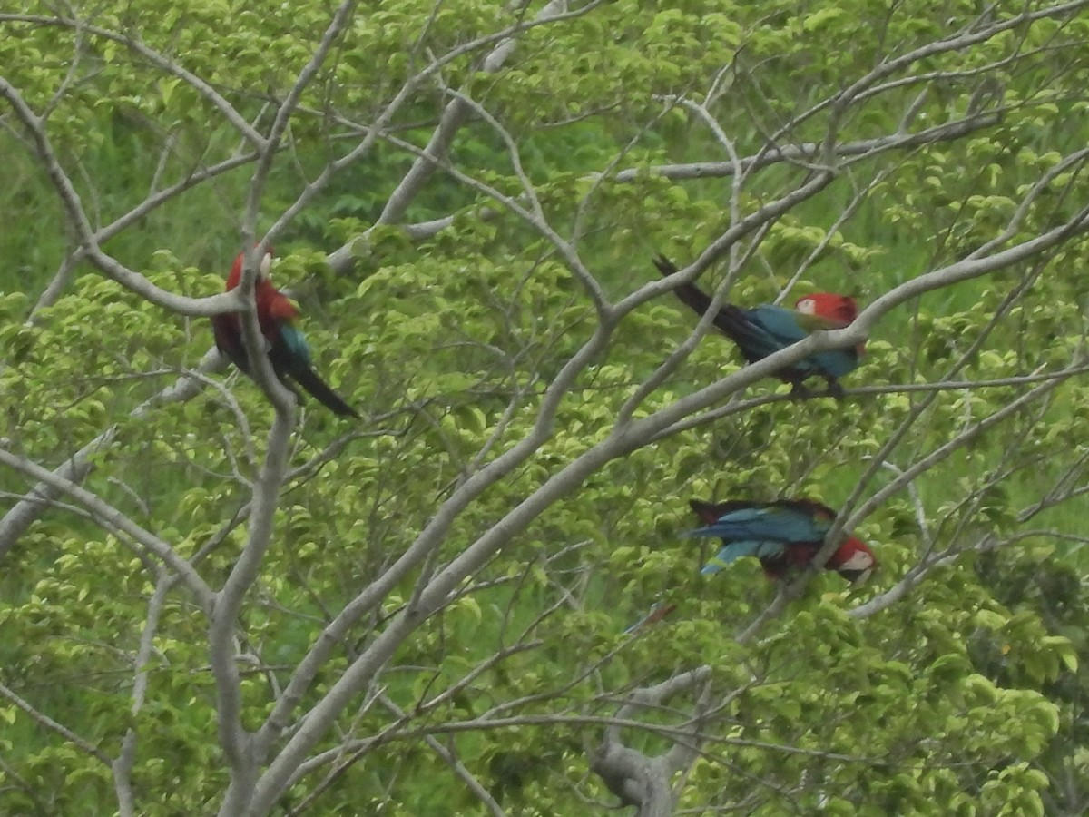 Red-and-green Macaw - ML646815268