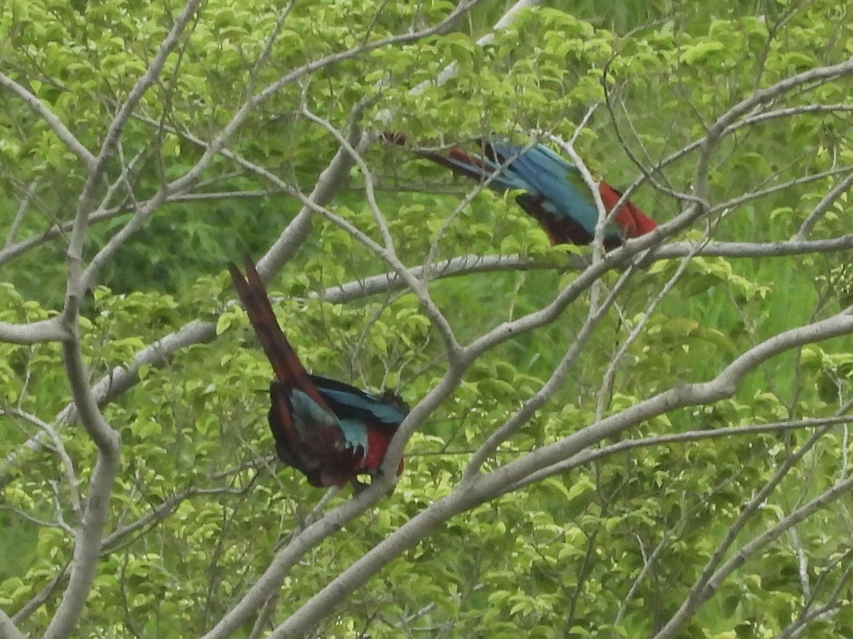 Red-and-green Macaw - ML646815269