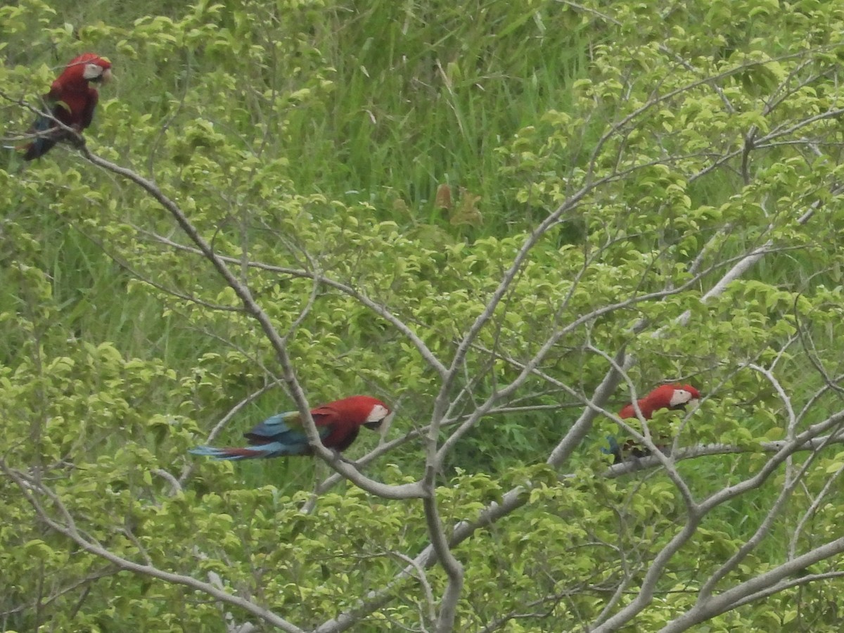 Red-and-green Macaw - ML646815271