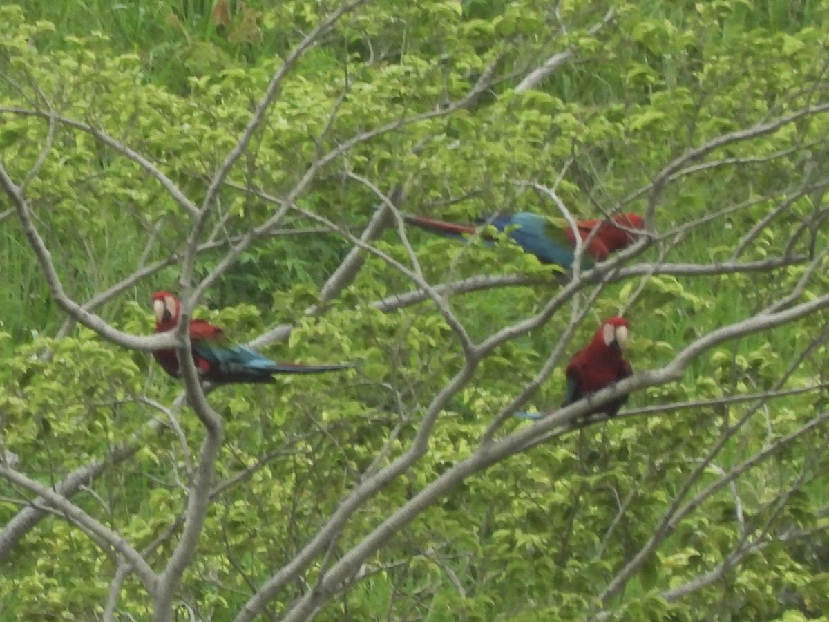 Red-and-green Macaw - ML646815272