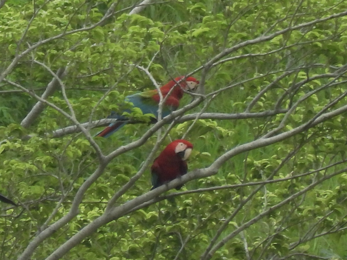 Red-and-green Macaw - ML646815273