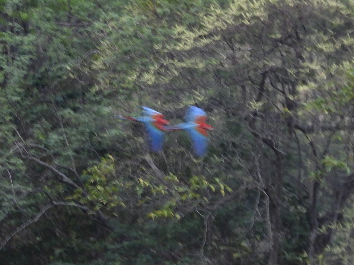 Red-and-green Macaw - ML646815274