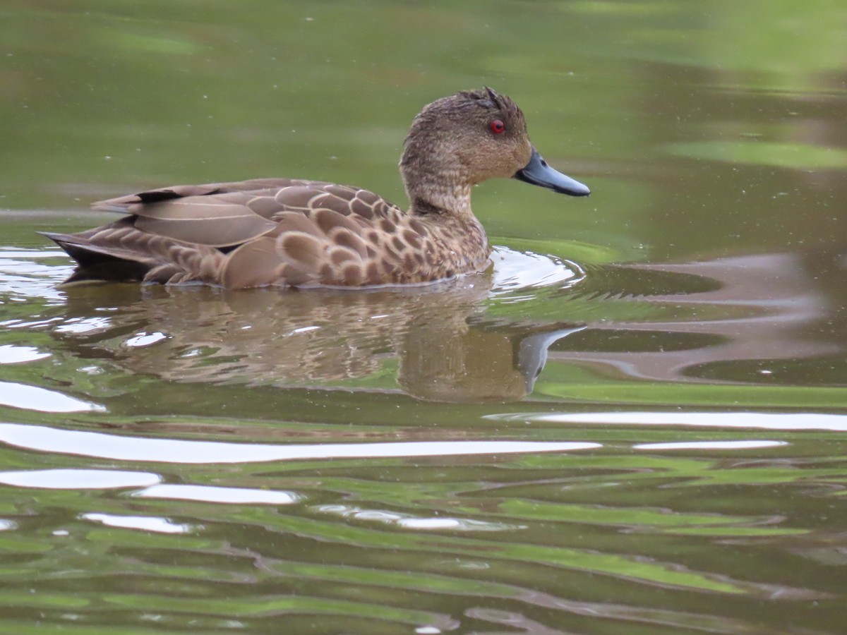 Gray Teal - ML646815276