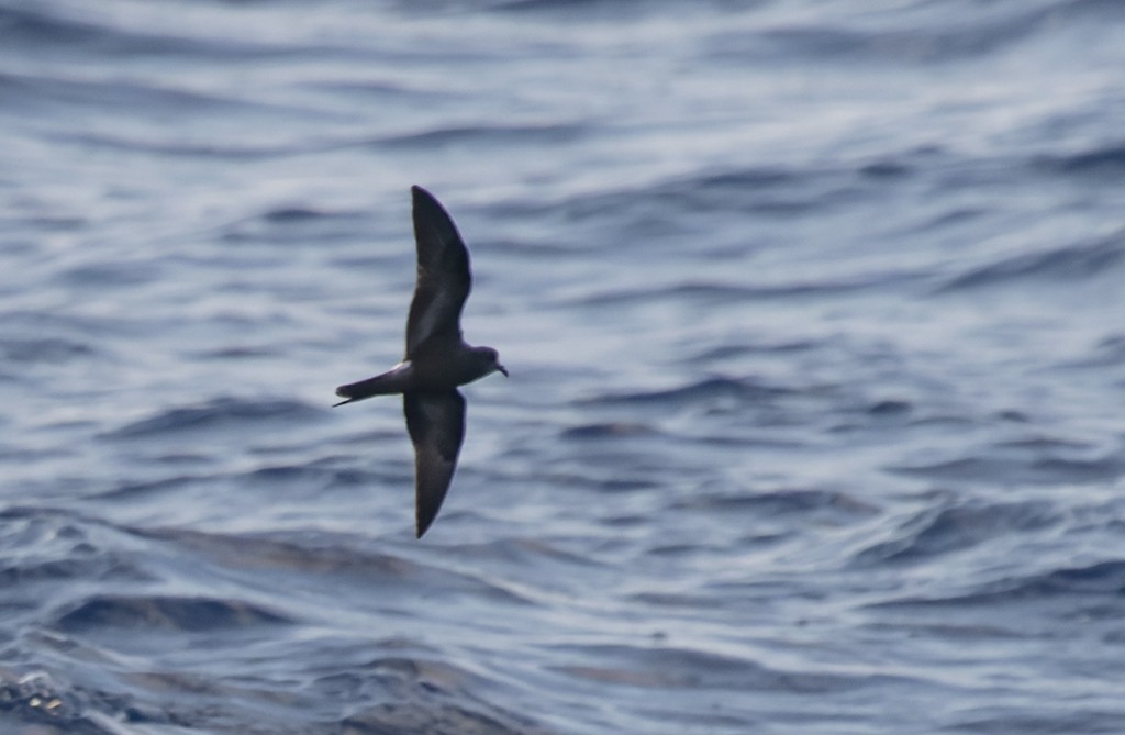 白腰叉尾海燕 - ML646815281