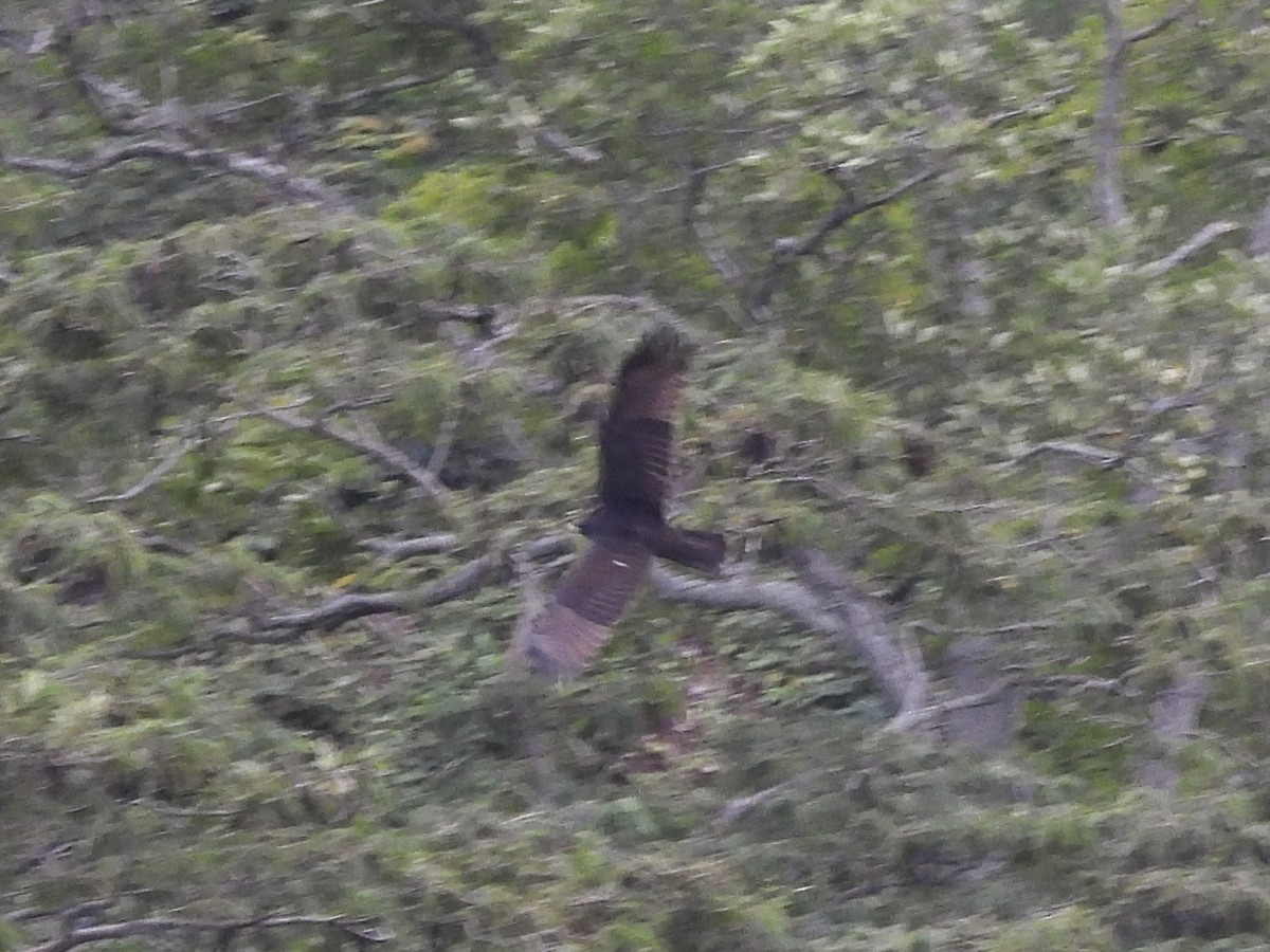 Zone-tailed Hawk - ML646815282