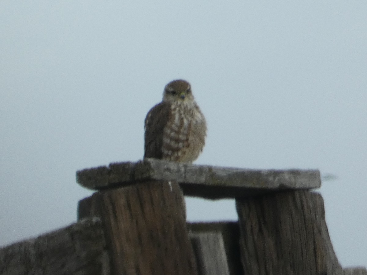 Merlin - ML646815283