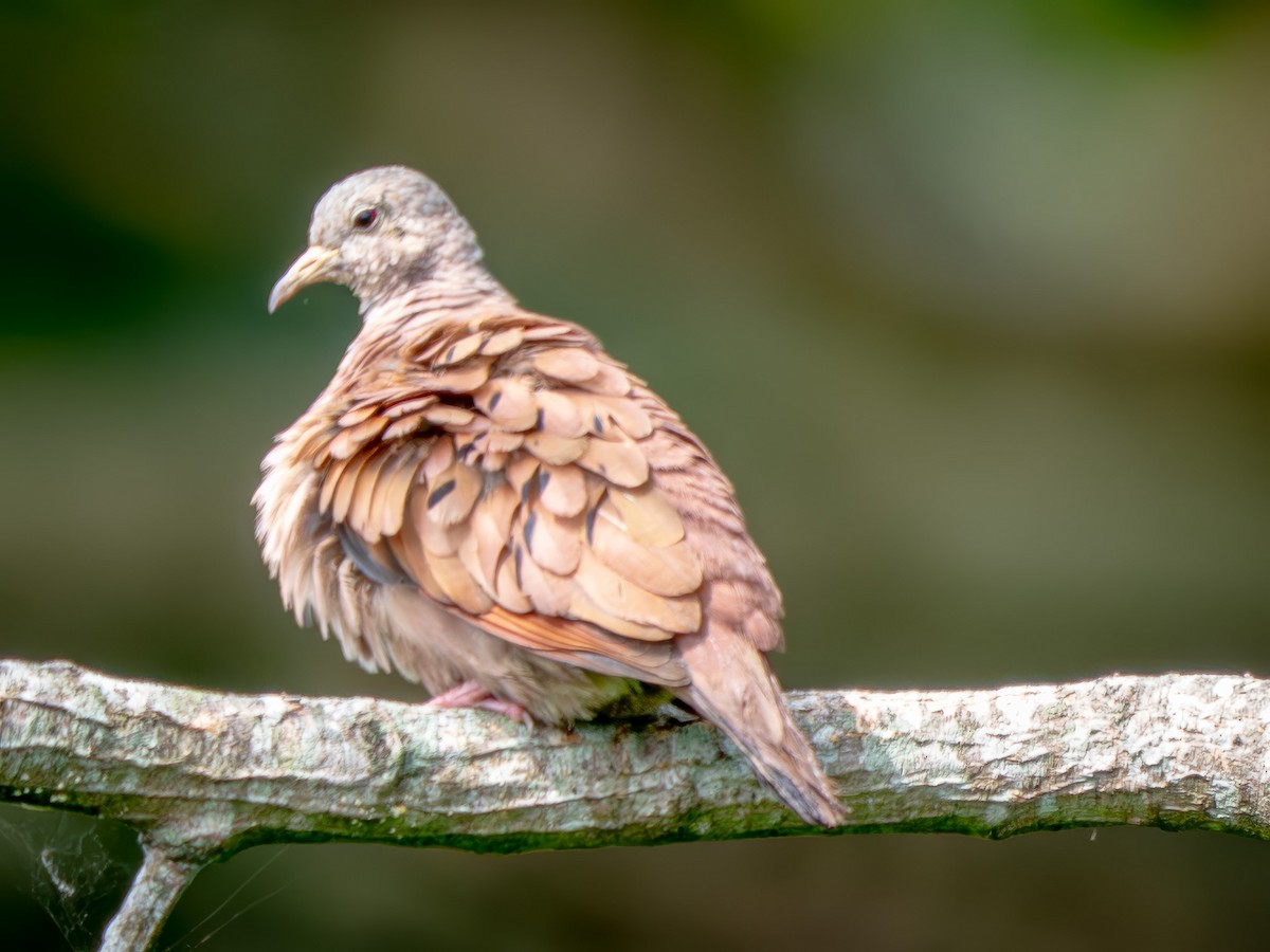 Kızıl Serçe Kumrusu - ML646815286