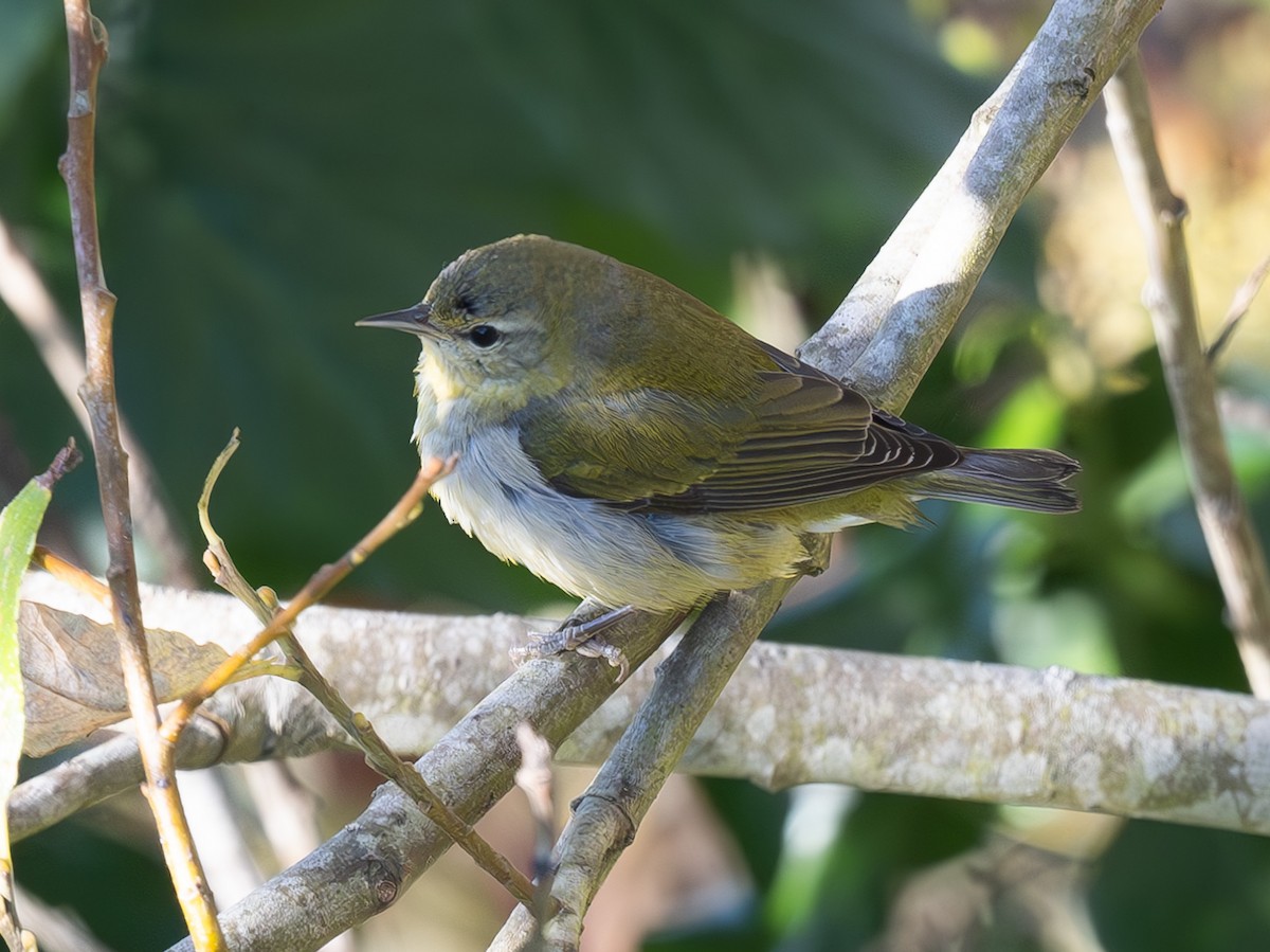 Tennessee Warbler - ML646815300