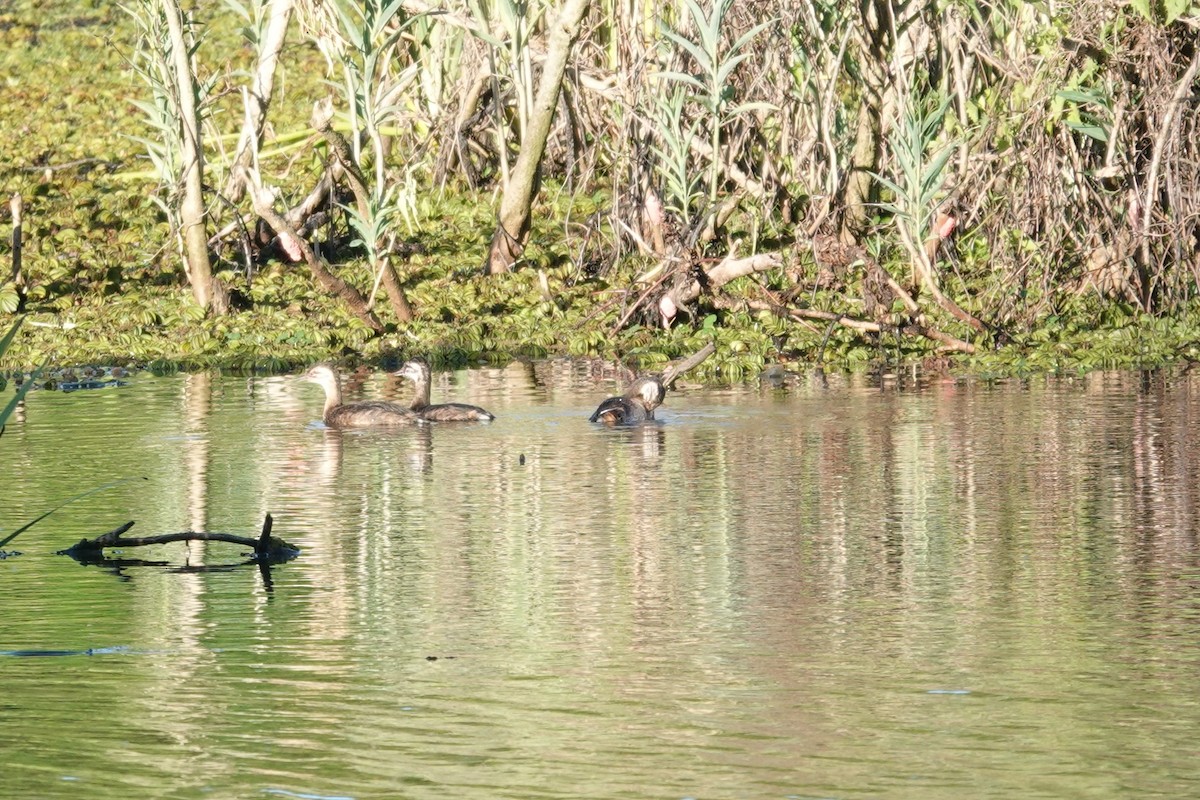 Zampullín Pimpollo - ML646815307