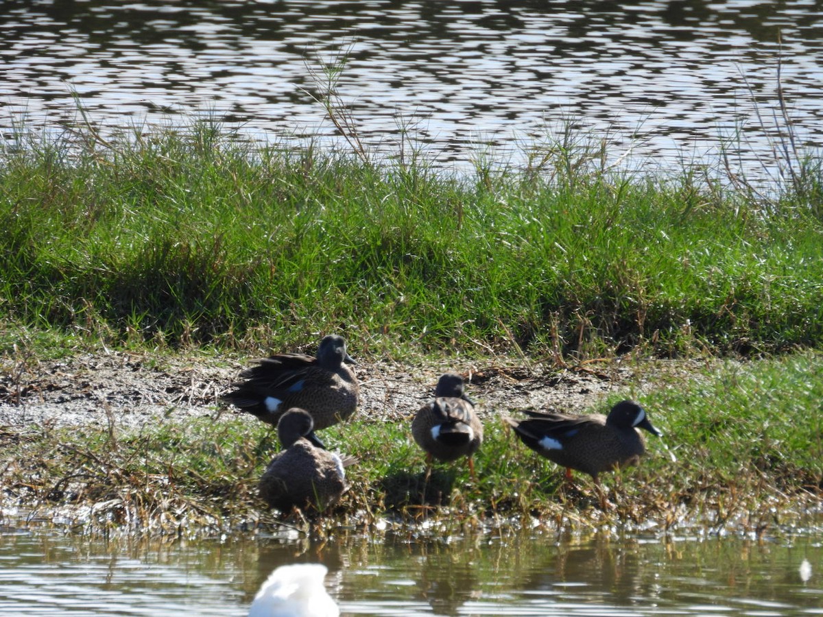 Cerceta Aliazul - ML646815308