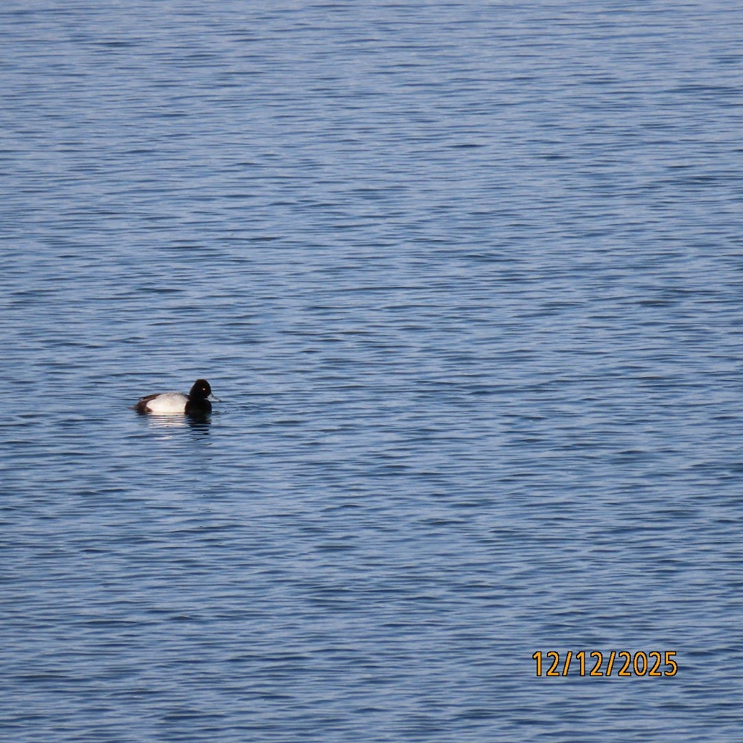 Porrón Bola - ML646815309