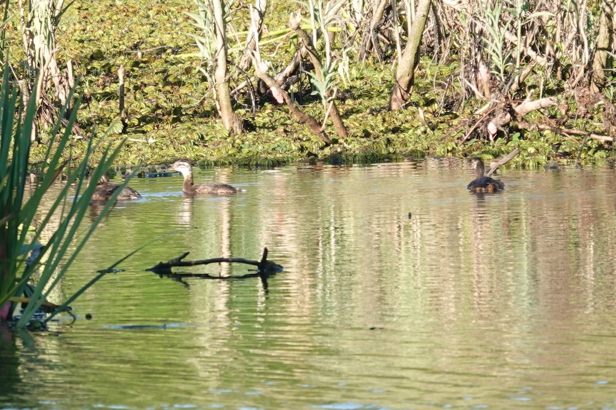 Zampullín Pimpollo - ML646815310