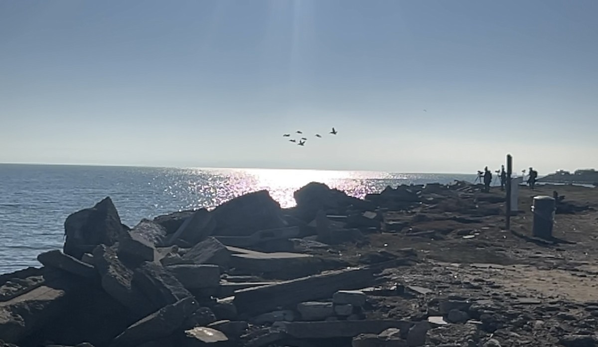 Pelícano Pardo - ML646815311