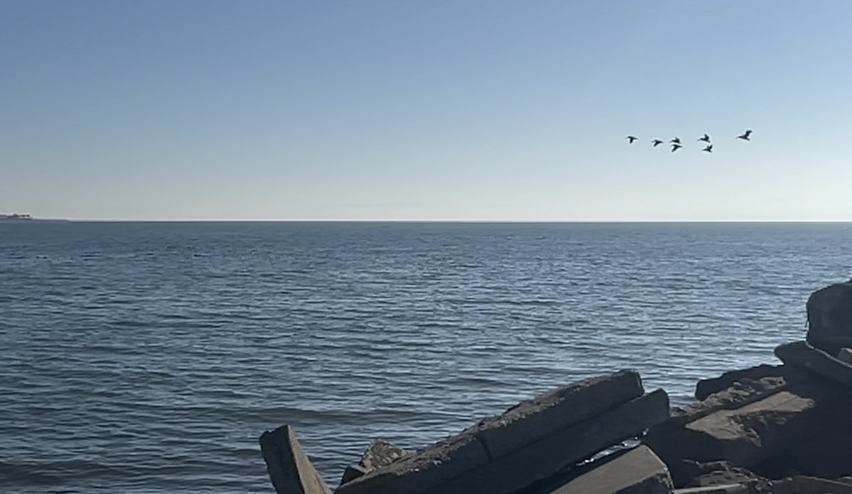 Pelícano Pardo - ML646815312