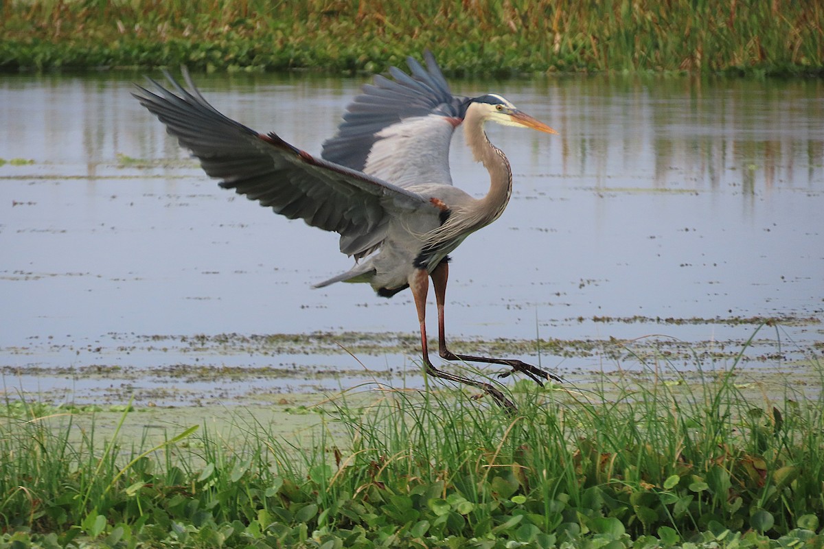 Garza Azulada - ML646815313