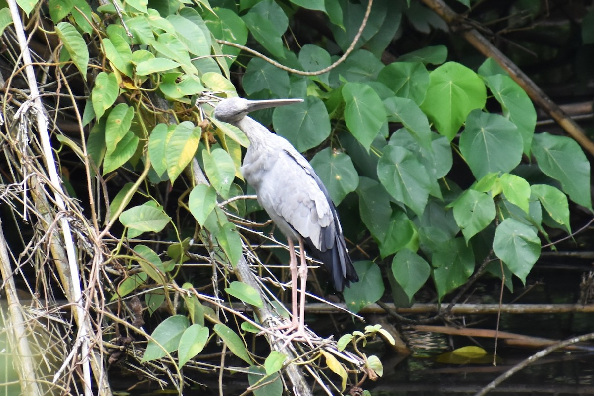 Picotenaza Asiático - ML646815314