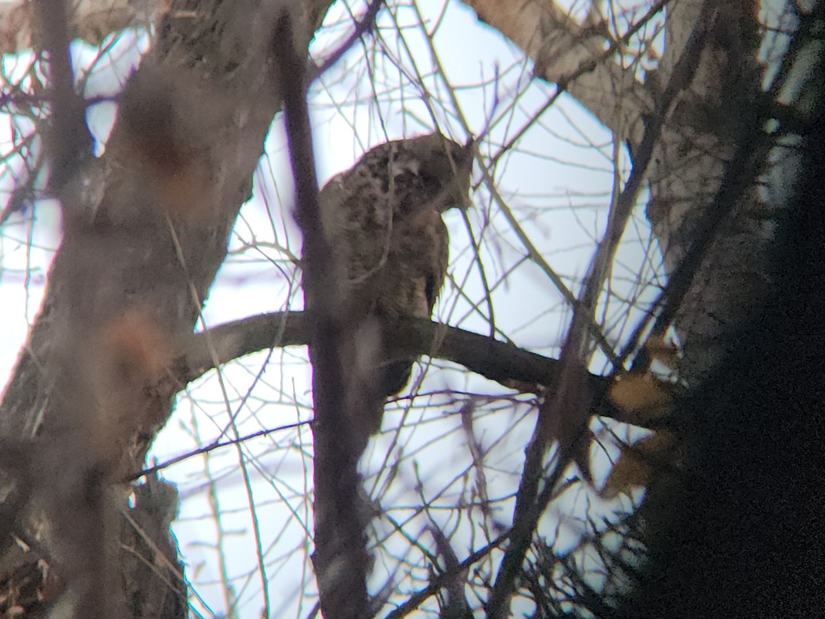 Búho Americano - ML646815316