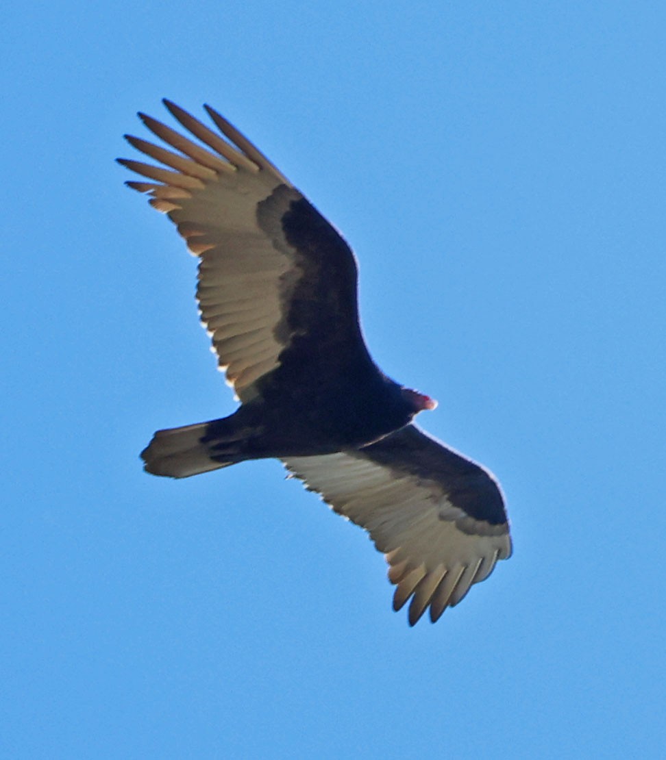 Катарта-индейка - ML646815318