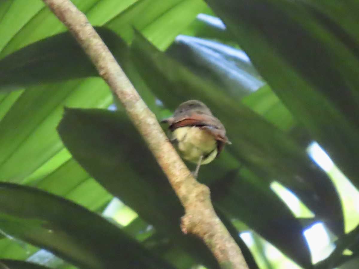 Copetón Colirrufo - ML646815319