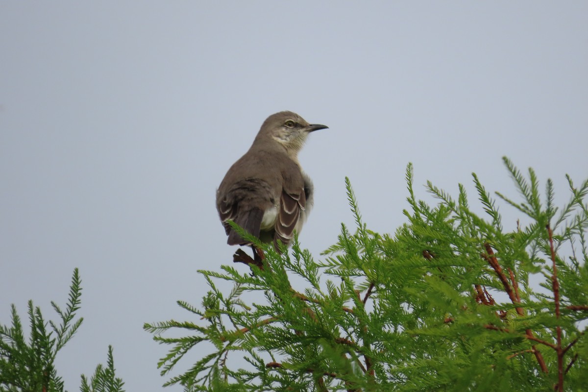 Sinsonte Norteño - ML646815320