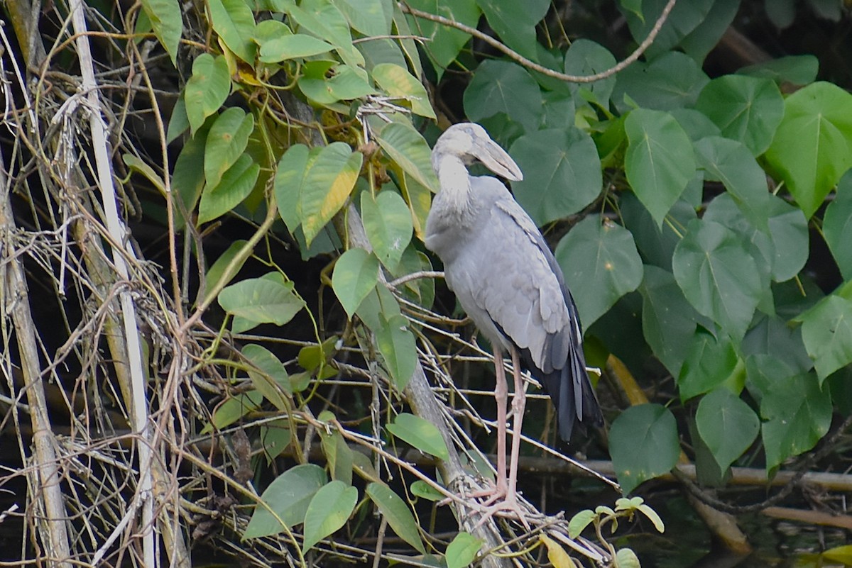 Picotenaza Asiático - ML646815325